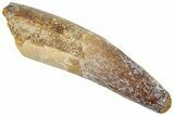 Fossil Spinosaurus Tooth - Real Dinosaur Tooth #312982-1